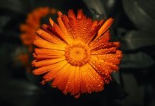 repeated call attempts noted