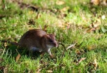 telecommunication contact numbers listed