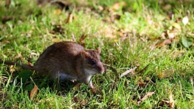 telecommunication contact numbers listed